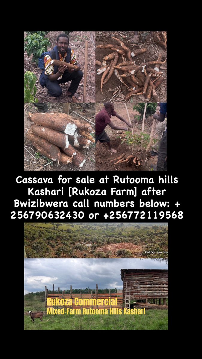 JRukoza's tweet photo. OPEN FOR BUSINESS 🇺🇬🌍

Rutooma hills Kashari [Rukoza Farm] after Bwizibwera call numbers below: + 256790632430 or +256772119568 https://t.co/NFHuXCNOgA