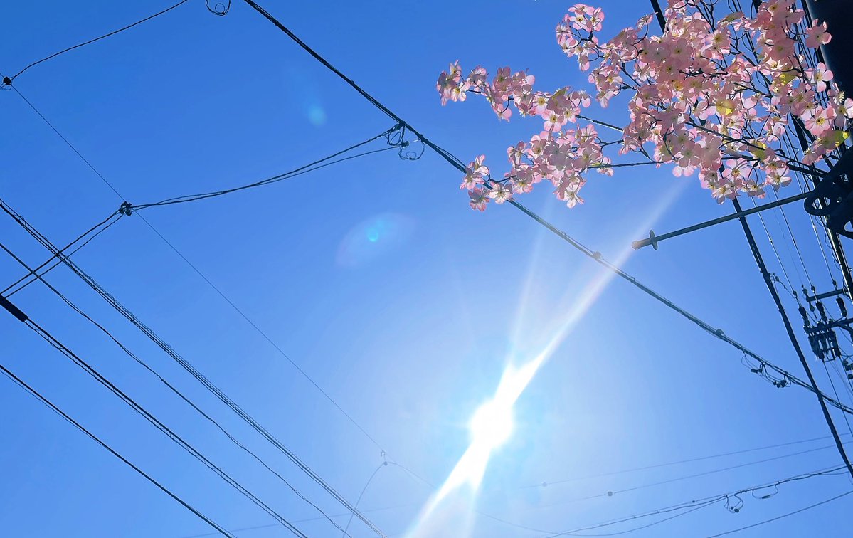 美花楽 ハル。🩵🌸3/14名古屋LIVE感謝 tweet media