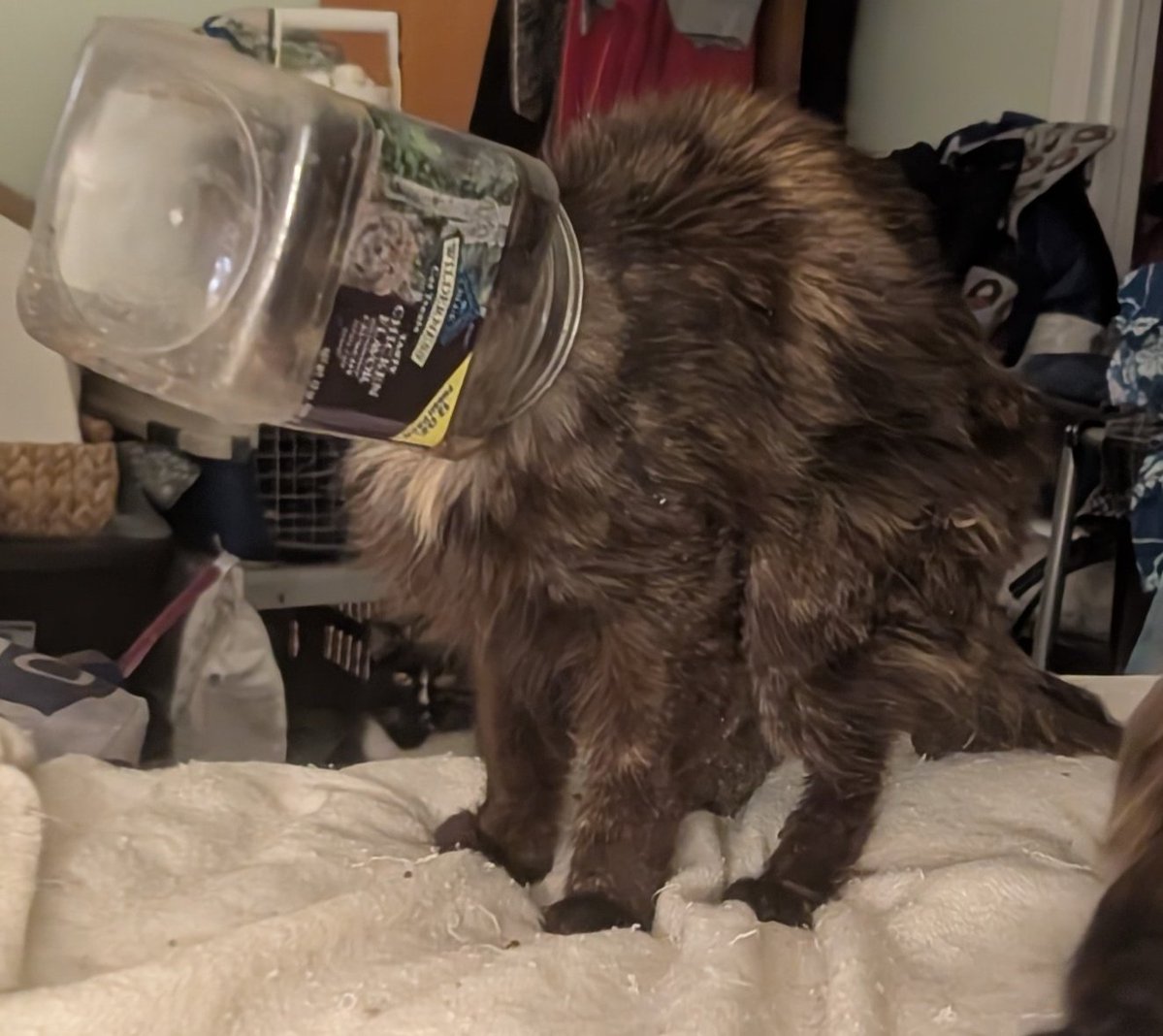 Shanks 💜 Kate & Scruff & Herc & Lila 🏳️⚧️ tweet media