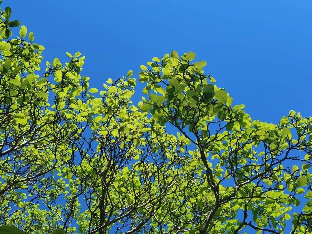 Linda Simons tweet media