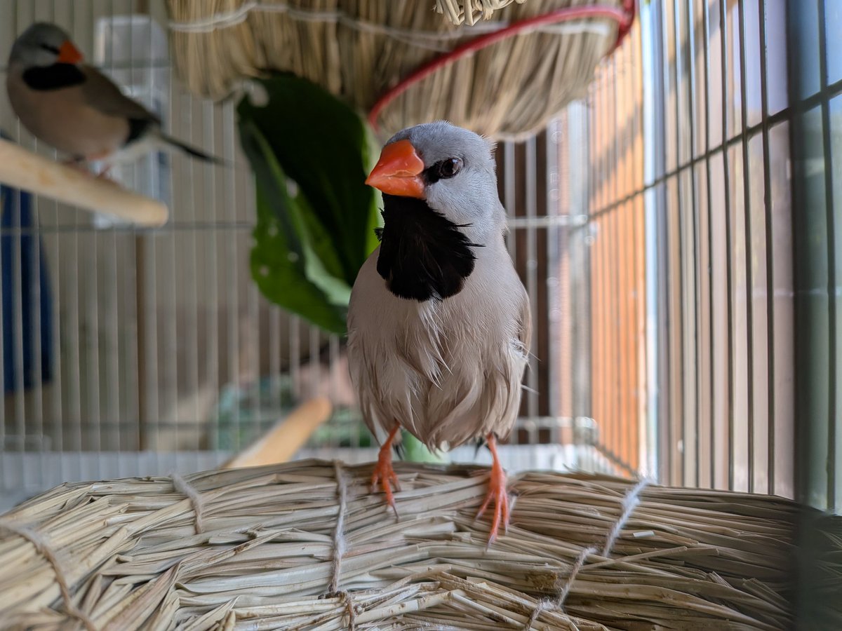 スタとフォグ tweet media