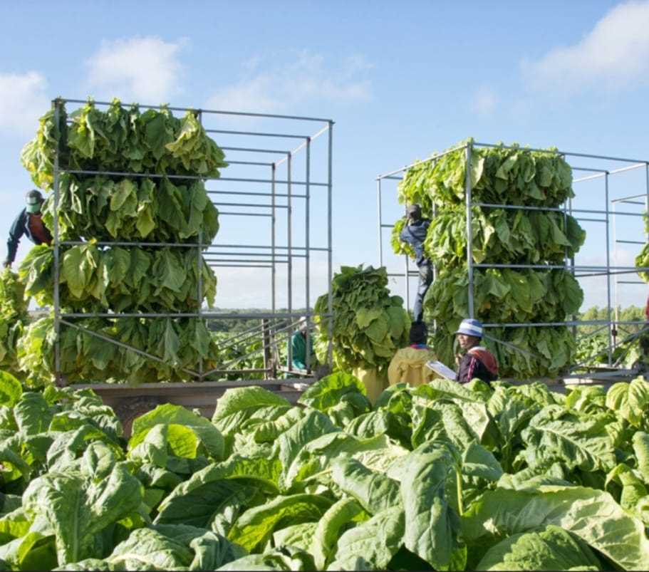 zimbabwewriter's tweet image. Zimbabwe’s tobacco sector goes green 🌱: energy-efficient barns, solar curing &amp;amp; reforestation. Scaling remains a challenge for smallholders.

Read more: zimbabwenow.co.zw/articles/21886…

#GreenTobacco #SustainableFarming #ZimbabweAgriculture #ClimateAction