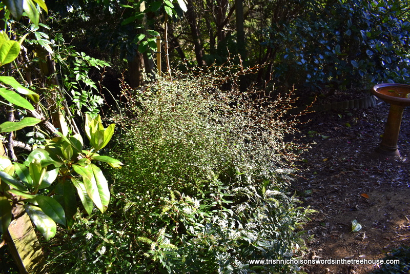 Dr Trish Nicholson tweet media