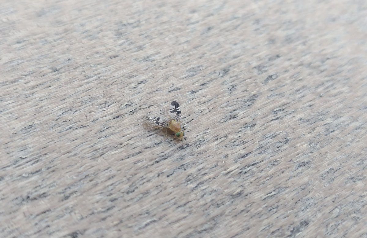 どこにでも、いる tweet media