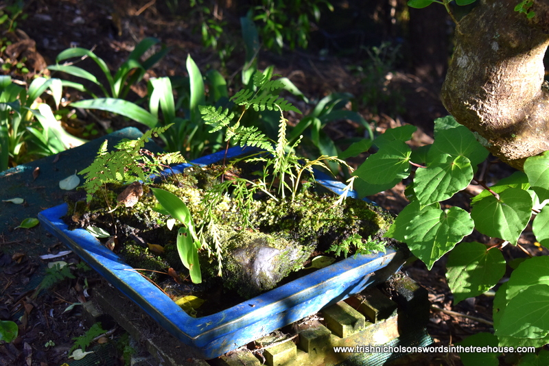 Dr Trish Nicholson tweet media