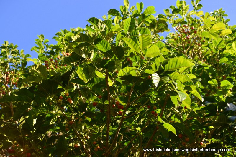 Dr Trish Nicholson tweet media