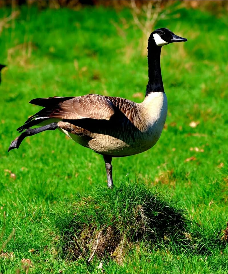 BBC Kent tweet media