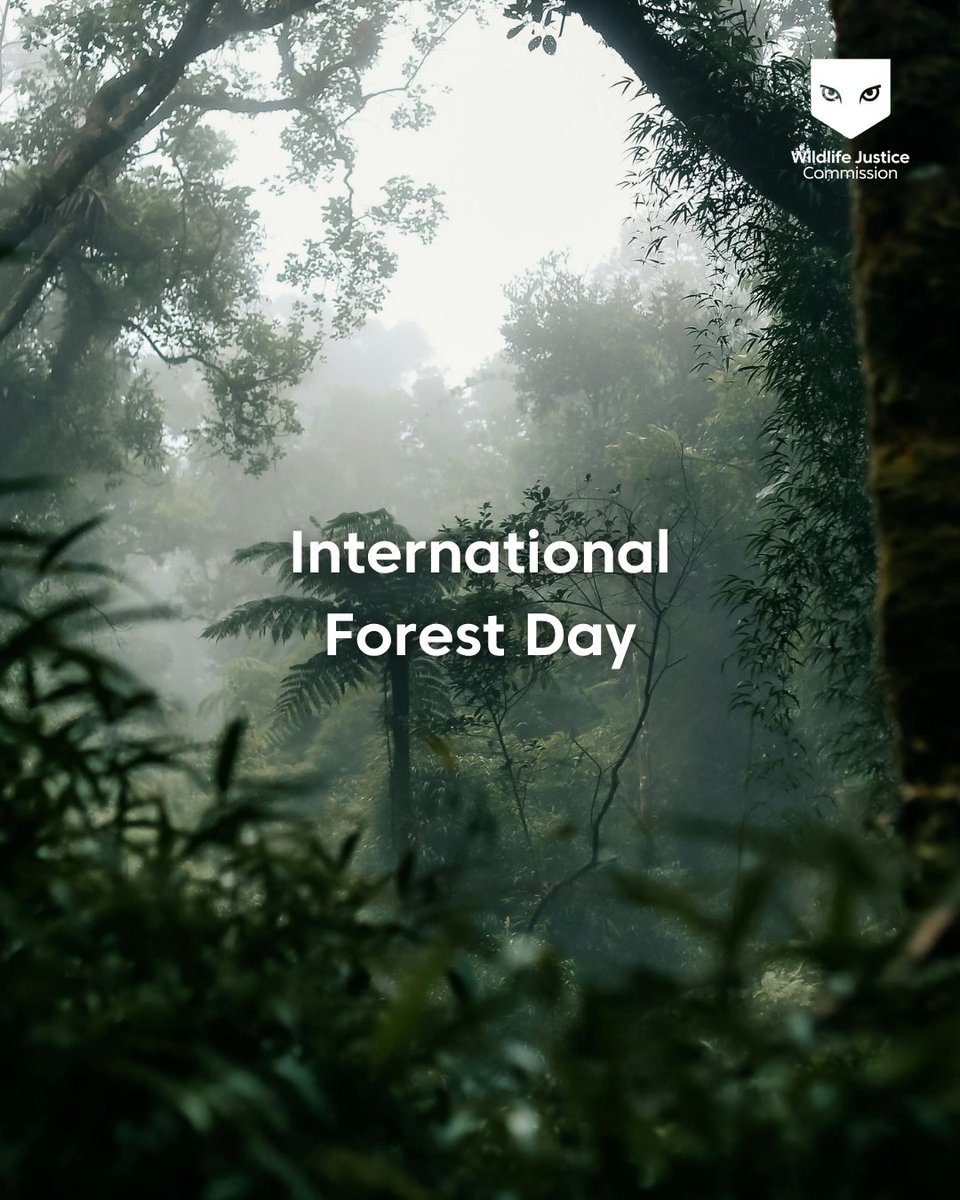 Wildlife Justice Commission tweet media