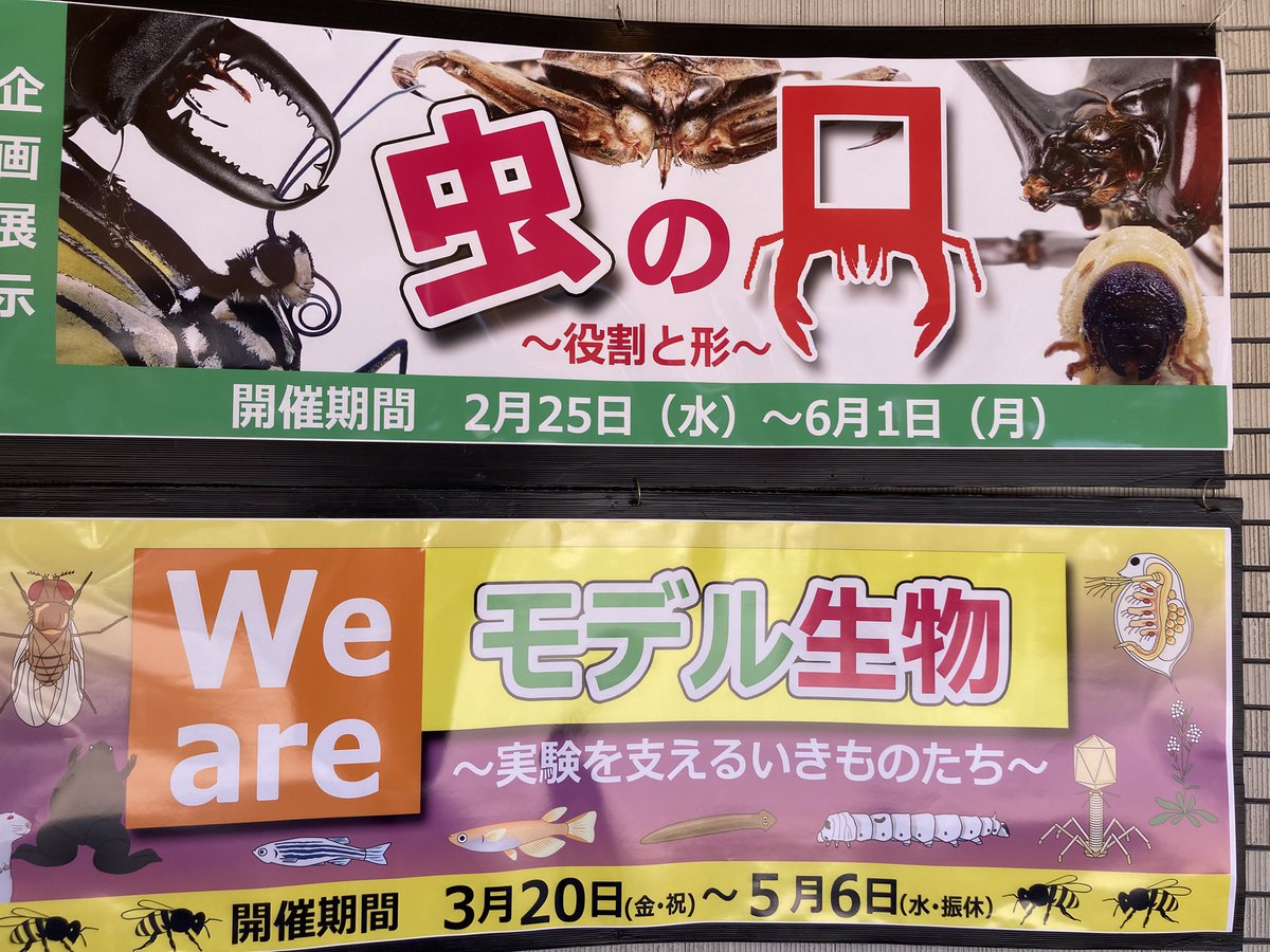 Sadakane_Lab's tweet photo. 石川県のふれあい昆虫館で開催中の展示「We are モデル生物」に研究室で撮った（佐廣君撮影）λファージの写真を使ってもらいました。 https://t.co/Wn4suJnh2Z