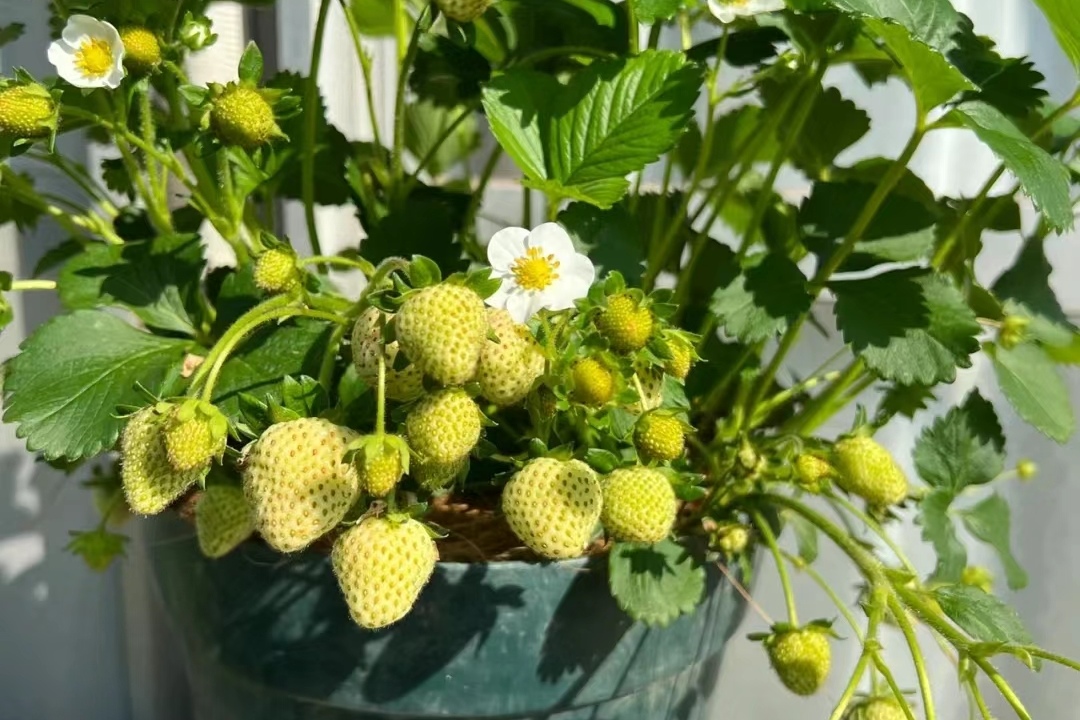 joan b. gonzales tweet media