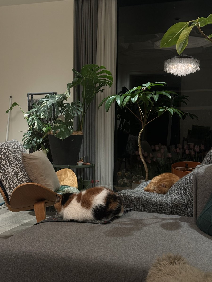 生理期就是想吃甜品。肚子太疼了…