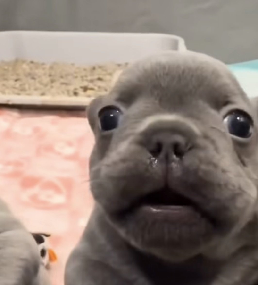 Fernanda Juárez tweet media