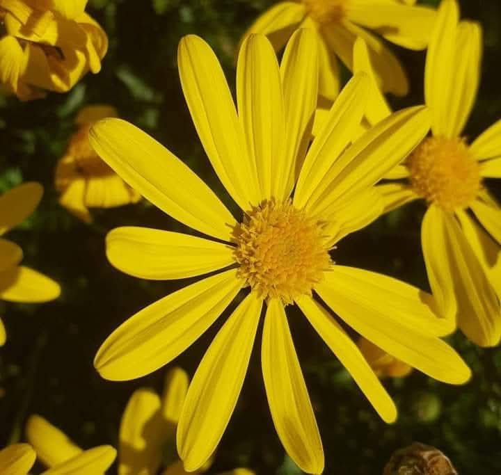 Arnau Cabeza Garrido tweet media