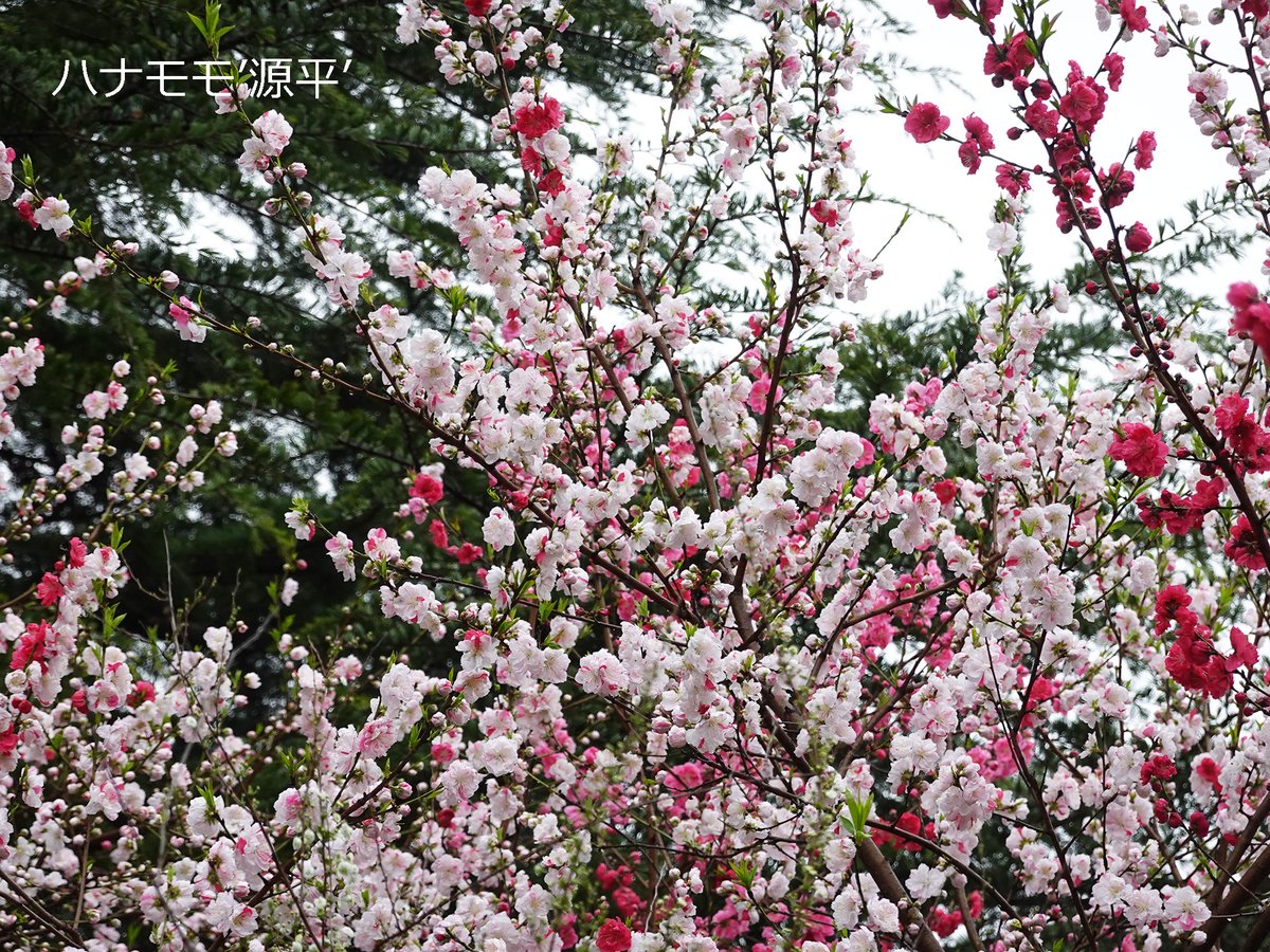 SG_info_kyokai's tweet photo. #ハナモモ ’源平’がみごろ🌈赤や白の花が同じ木に咲く桃の品種です🍑
#トサミズキ 、 #シナミズキ は道を挟んでみごろです✨
下の池の #シダレザクラ は絶好のフォトスポットになっていますよ📸
🌷園内開花情報🌷
https://t.co/BTF1Ls8ieQ
🌸桜の開花情報🌸
https://t.co/nxUOqf4ByF
#新宿御苑 https://t.co/NQslc2eMps