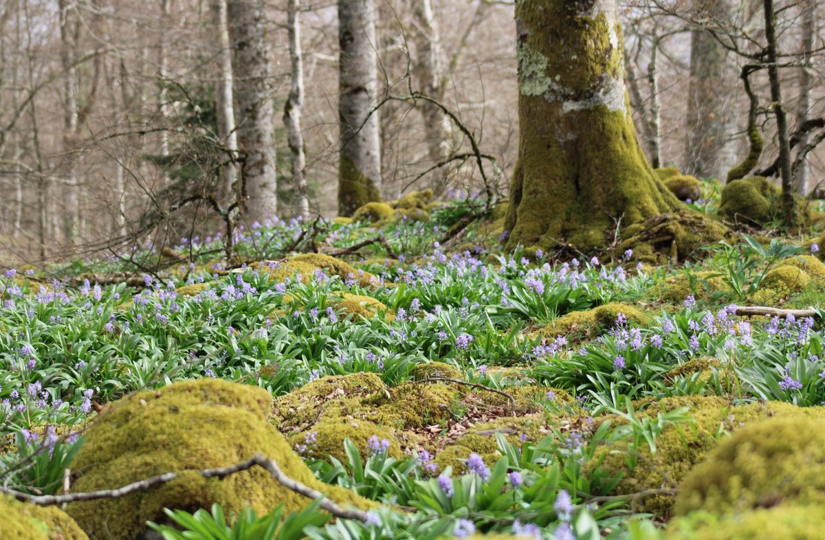 Geai des Chênes tweet media