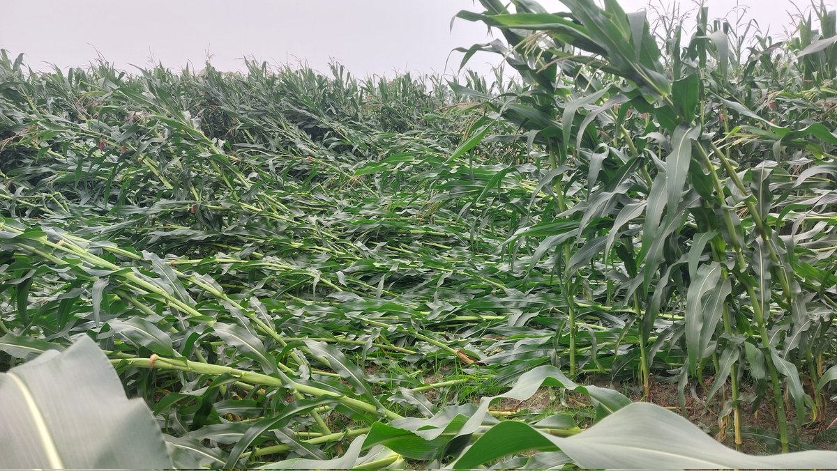 Koshi Xpress tweet media