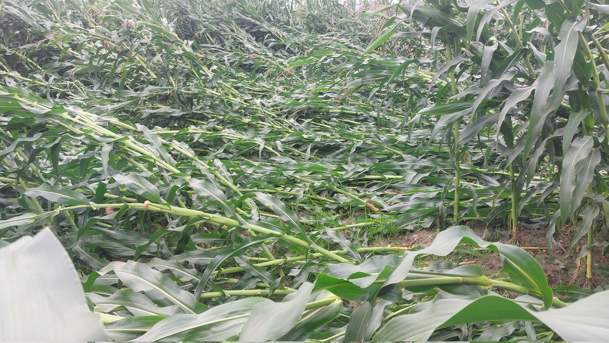 Koshi Xpress tweet media