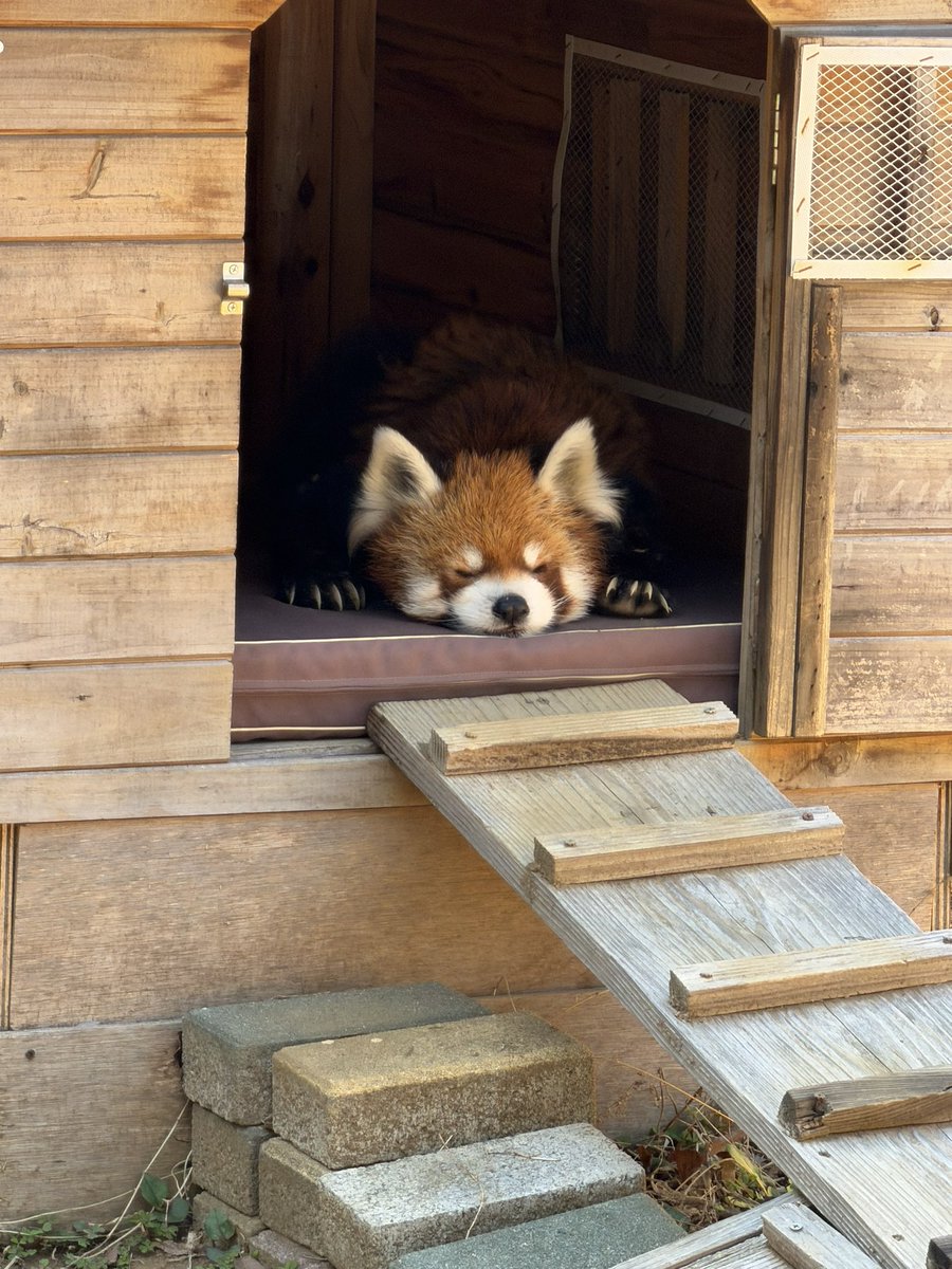 野球少年 tweet media