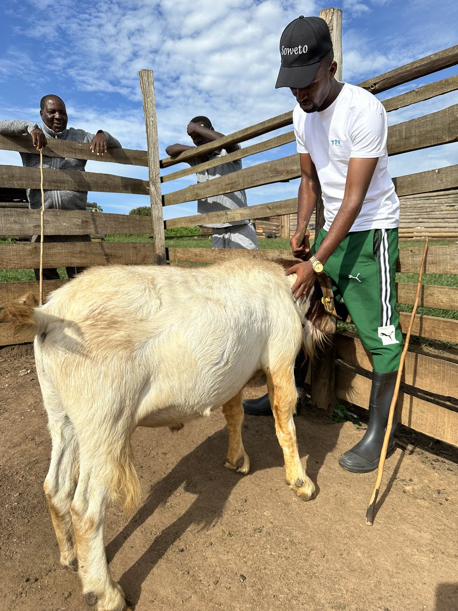 Youth Platform Africa tweet media