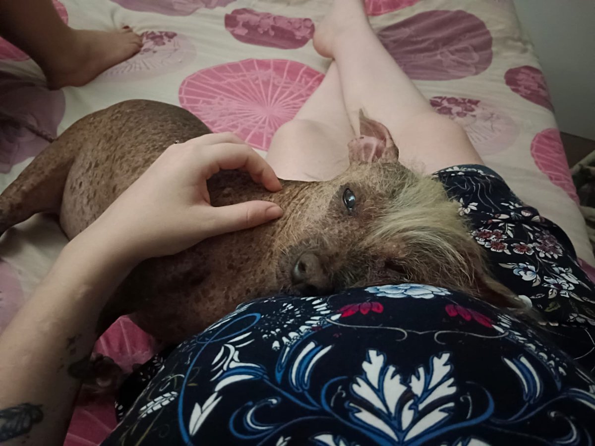 🐽Smirre die Jakkals🦊 tweet media