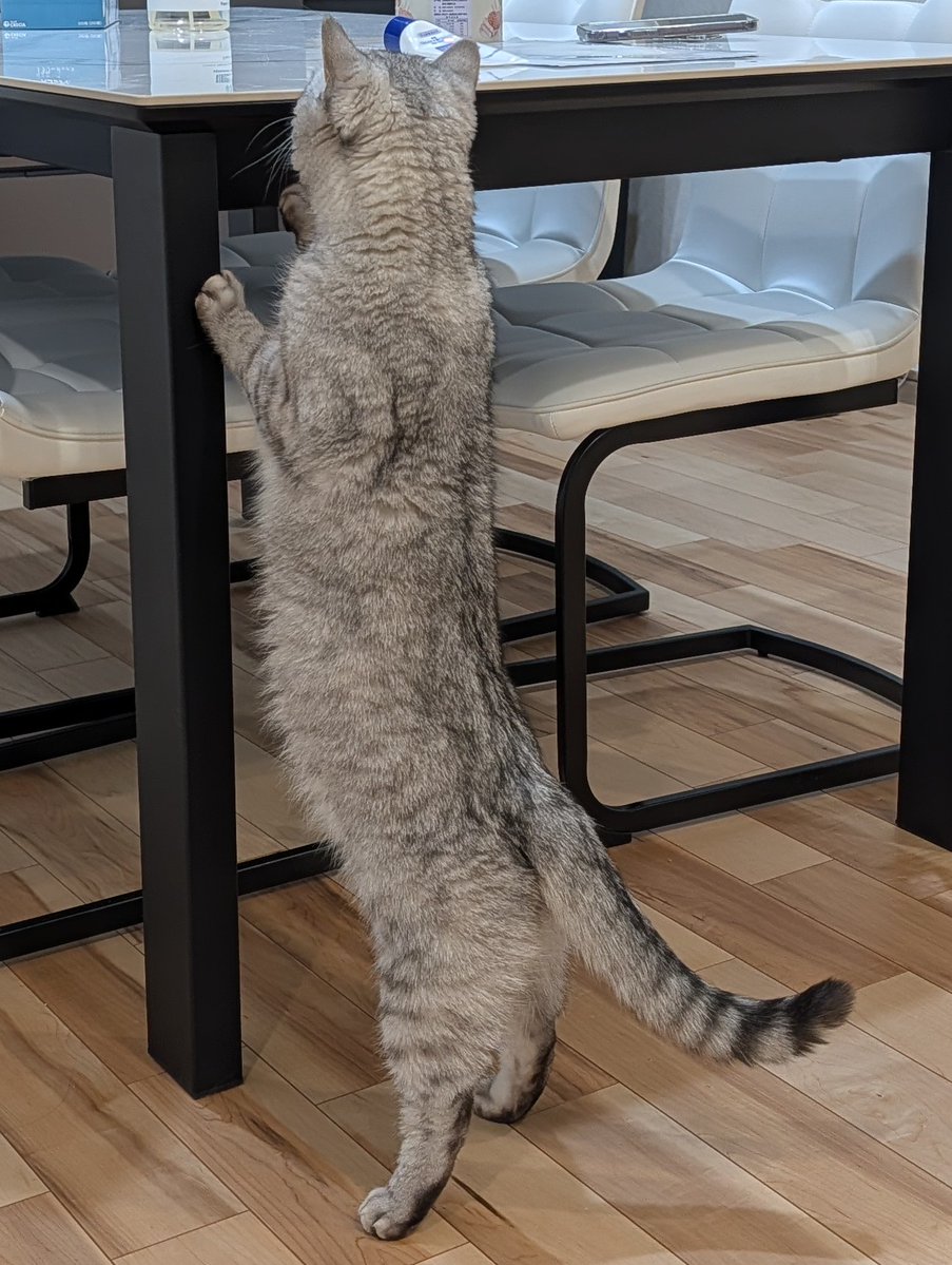 イトウ族 tweet media