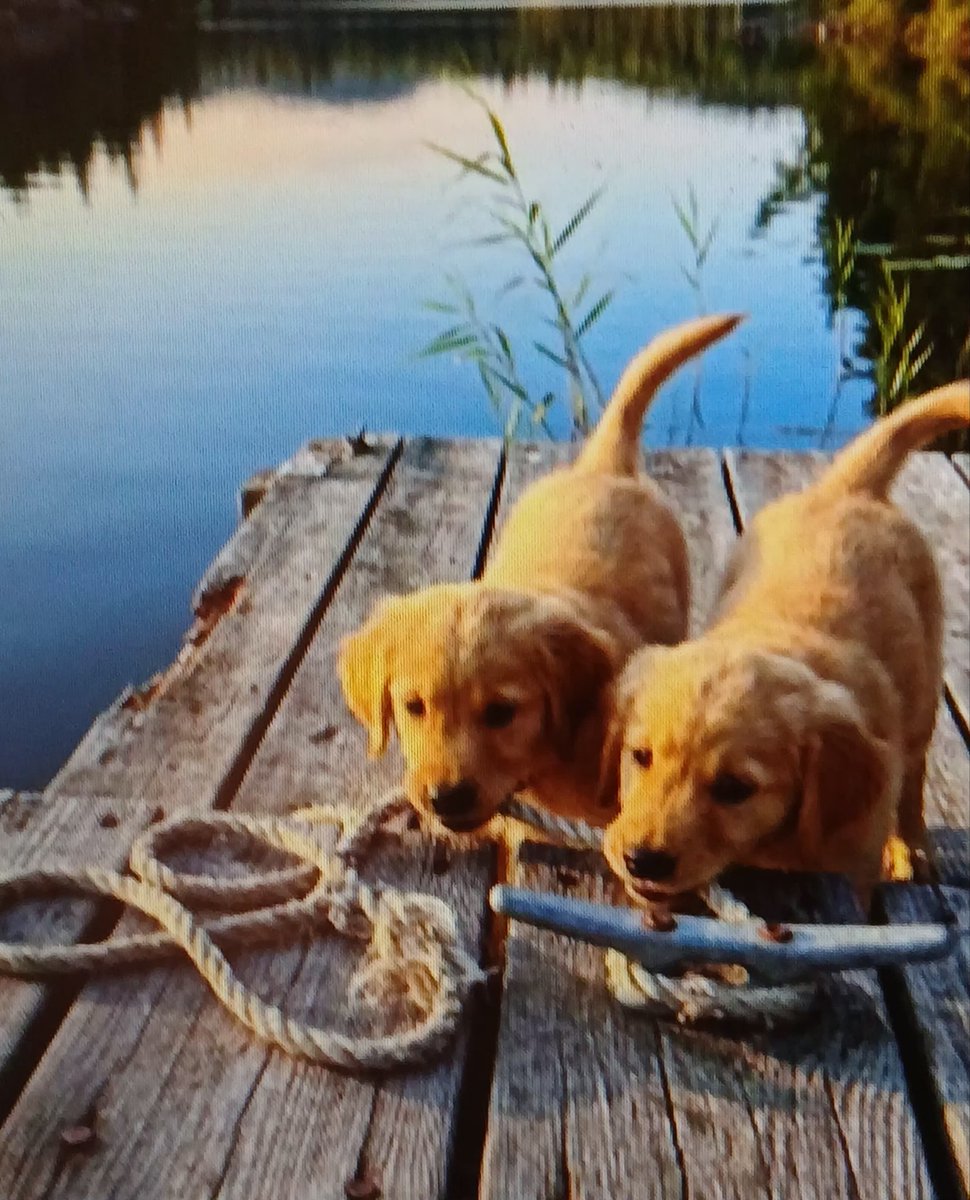 Voor iedereen een mooie zaterdag ☕ 🥀🐾🐕💐🌷🍀👋