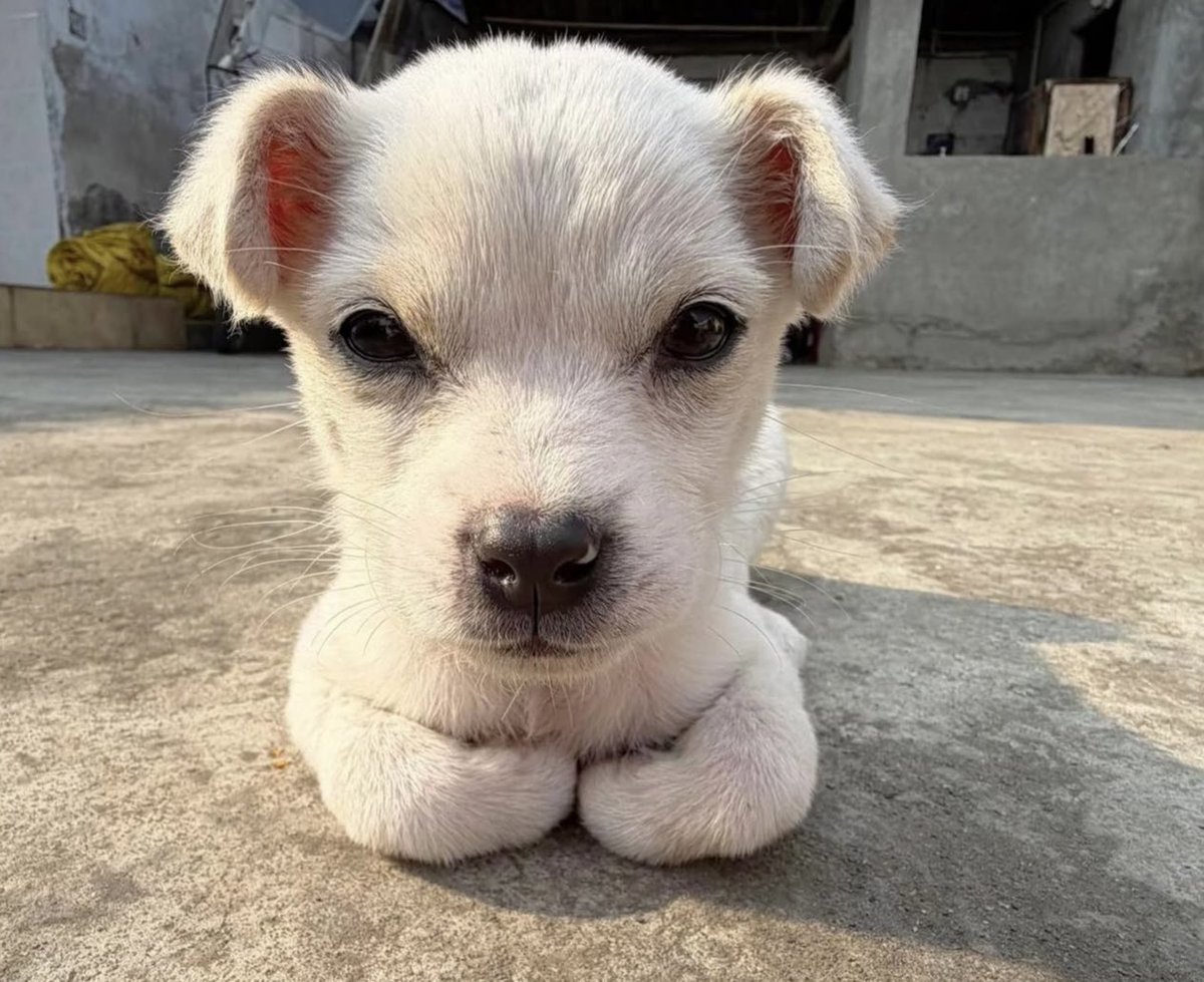 운영자 tweet media