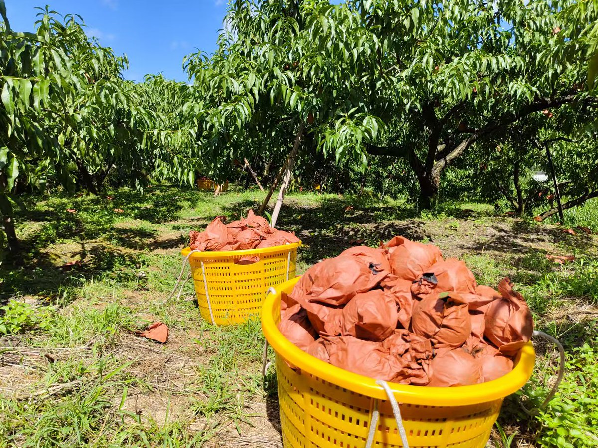 Danielle Collins tweet media