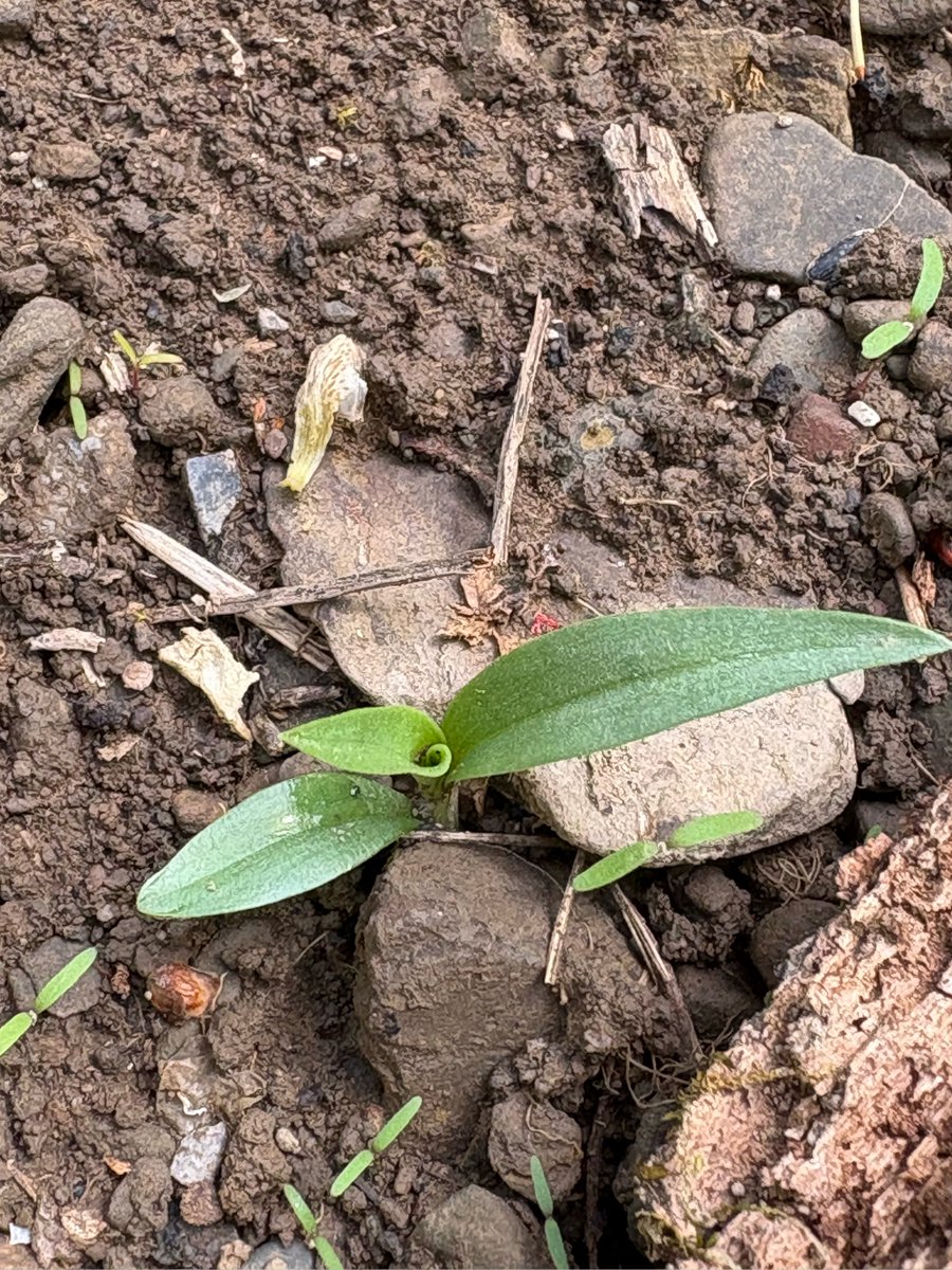 Morris Ward tweet media