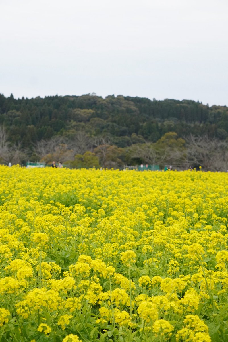 鹿児島市公式 tweet media