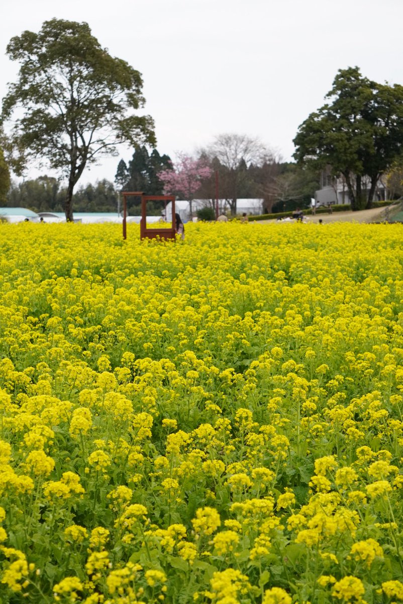 鹿児島市公式 tweet media