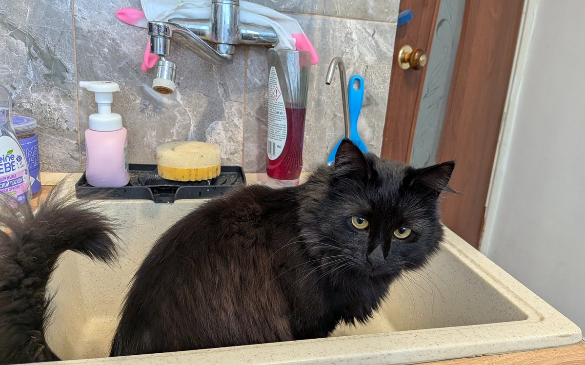 Половинка луны, меховые сыны tweet media