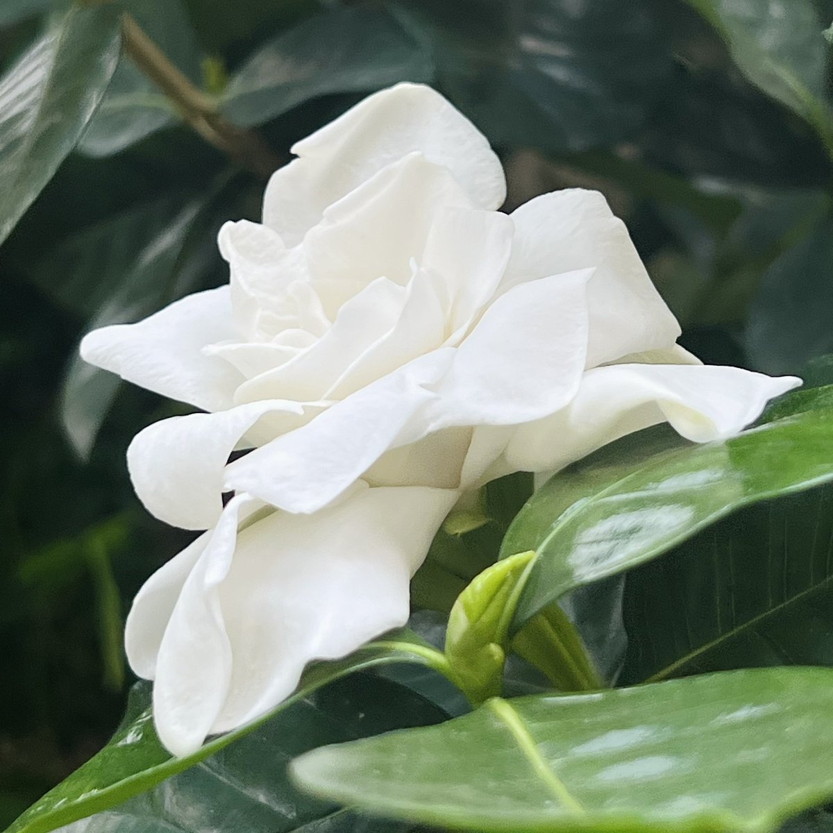 🇹🇭💜geejee💜🇹🇭 tweet media