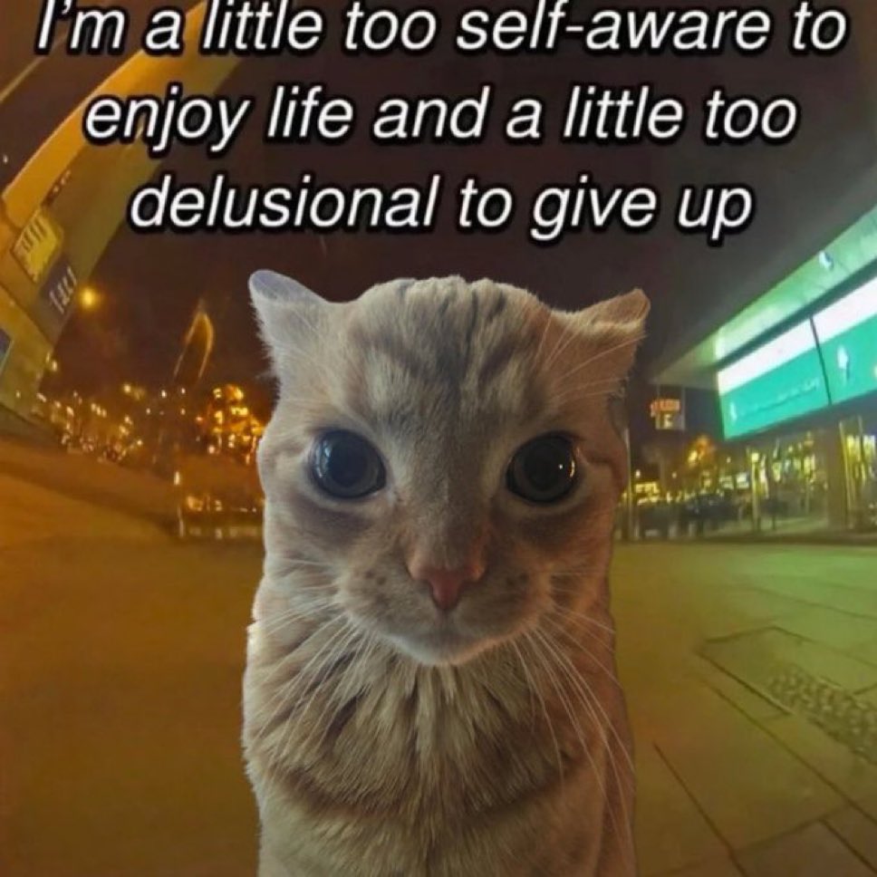 LiterallyMeCats (@literallymecats) on Twitter photo 