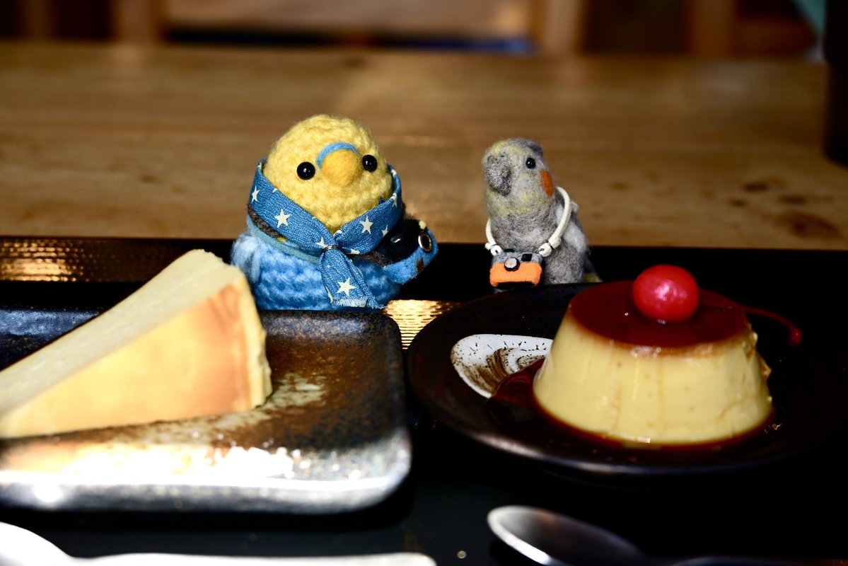 オカメインコ　ココ tweet media