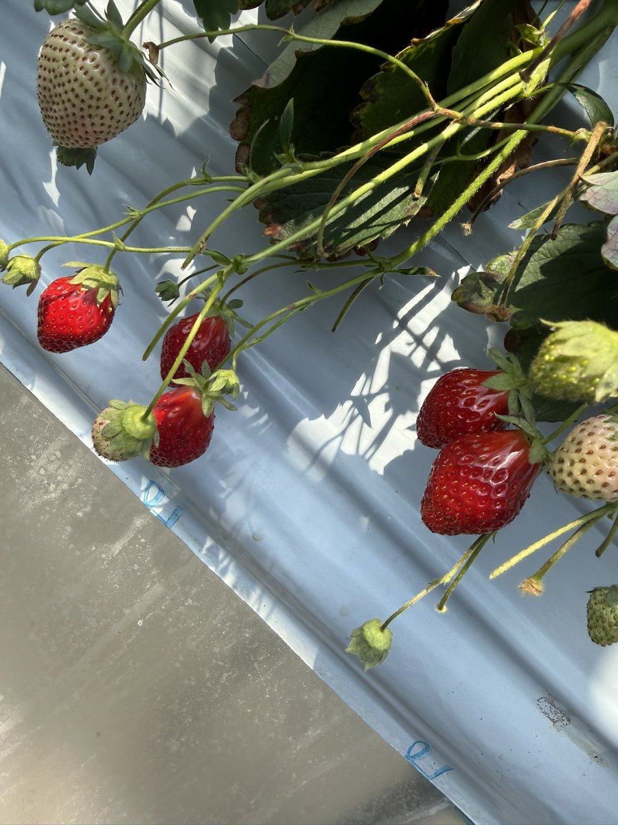 ひであきぜるげのむ tweet media