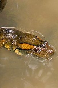 🦖stripe!🦖 tweet media