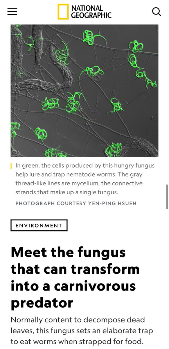 Polycereal 杂粮 tweet media