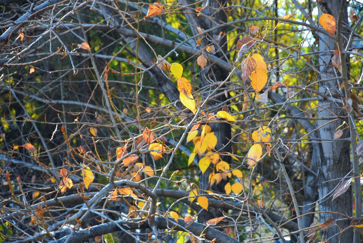 ORKEZ BANG MADUN tweet media