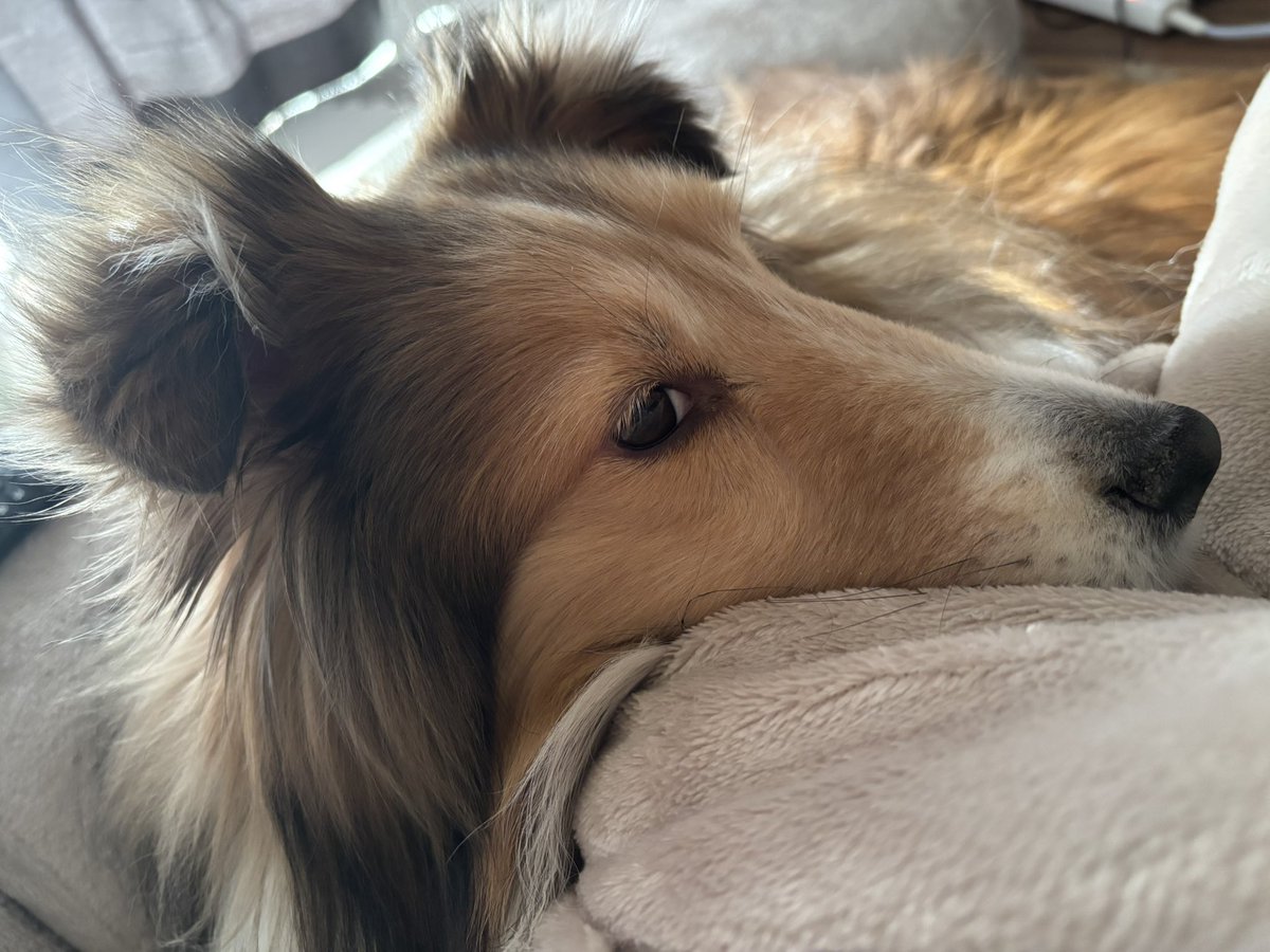 よな鳥 tweet media