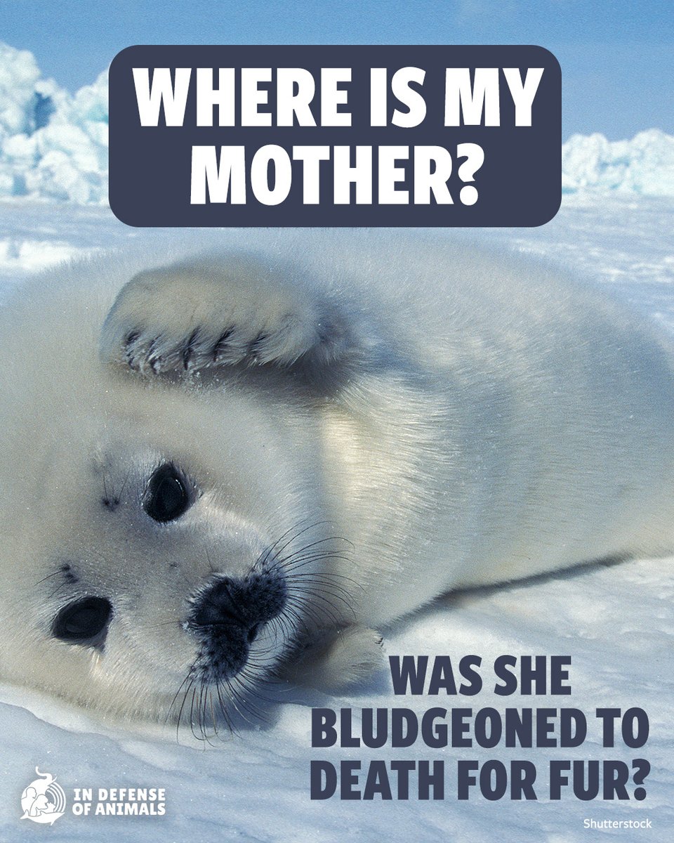 In Defense Of Animals tweet media