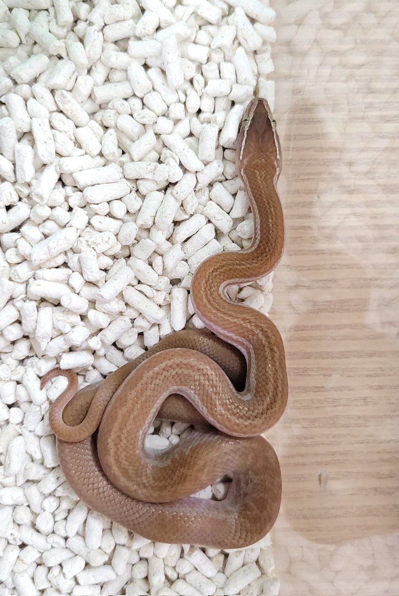 REPBUDDY入荷在庫案内 tweet media