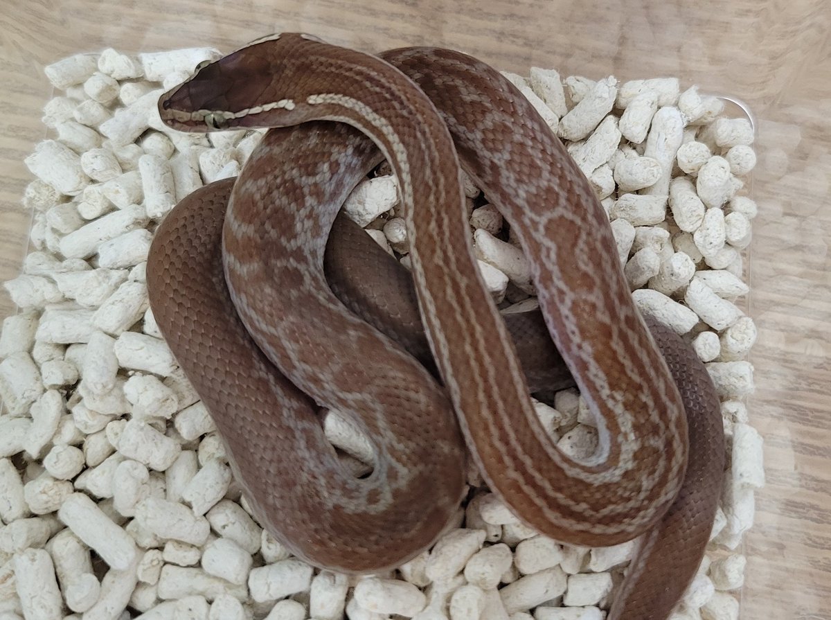 REPBUDDY入荷在庫案内 tweet media