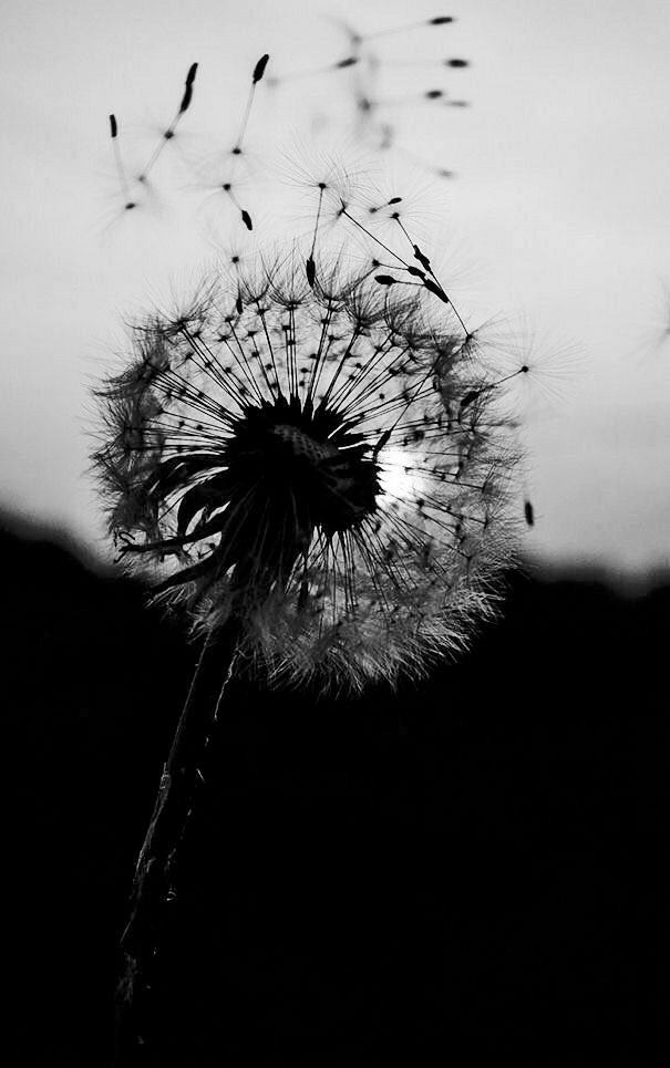 Christophe Bormans tweet media