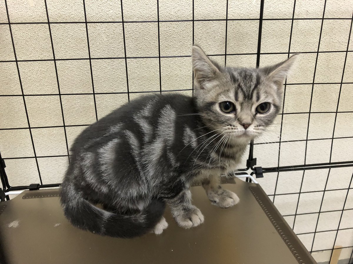 ぽてとちっぷとしろっぷ tweet media