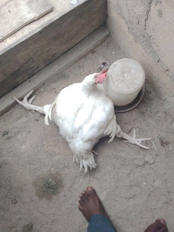 Dr. Chibuike M. tweet media