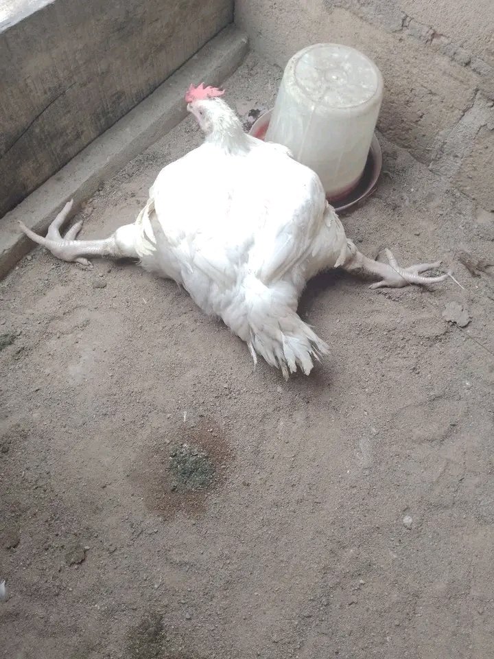 Dr. Chibuike M. tweet media