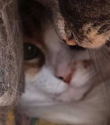 М.Охова tweet media