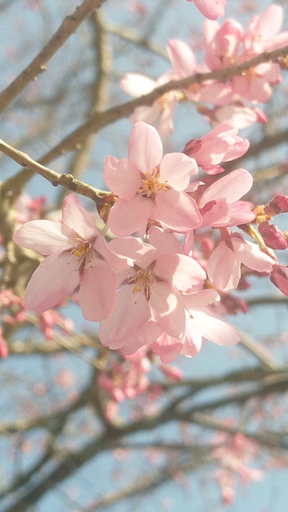 やーまん@バリラジ！ tweet media