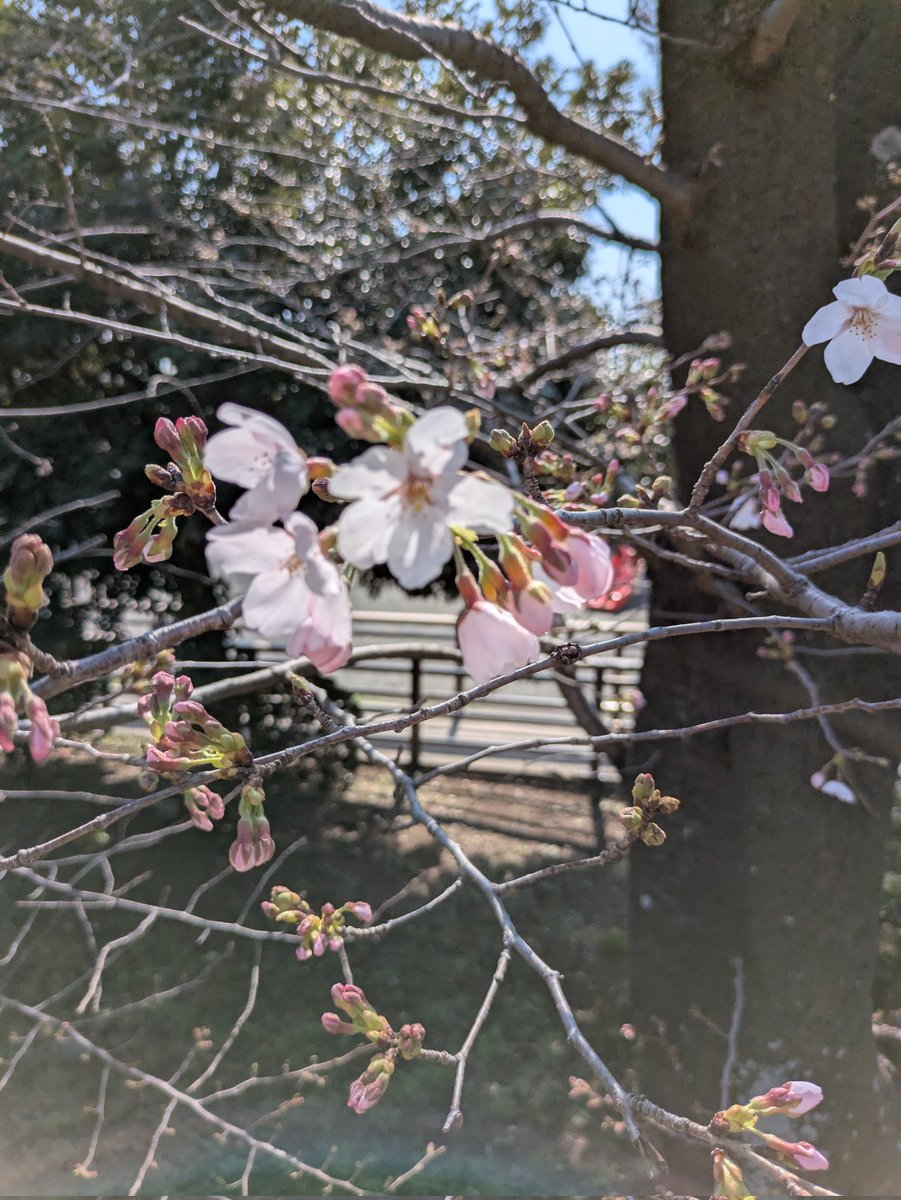 linklink753's tweet photo. 花見に行って来ました。
染井吉野はもう少し後ですね!。 https://t.co/NO0R7WvqmW